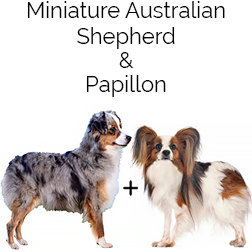 Aussie Papi Dog